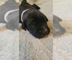 Small Photo #5 Daniff-Neapolitan Mastiff Mix Puppy For Sale in MONTEVIEW, ID, USA