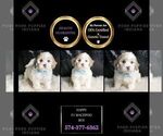 Small Photo #47 Maltipoo Puppy For Sale in WARSAW, IN, USA