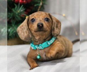 Dachshund Puppy for sale in ANNVILLE, PA, USA