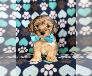 YorkiePoo Puppy for sale in LINCOLN UNIV, PA, USA