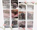Small Photo #33 French Bulldog Puppy For Sale in MCKINLEYVILLE, CA, USA