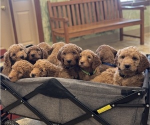 Goldendoodle mix (+ Poodle Standard) Litter for sale in GREENVILLE, OH, USA