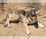 Small #13 Mutt
