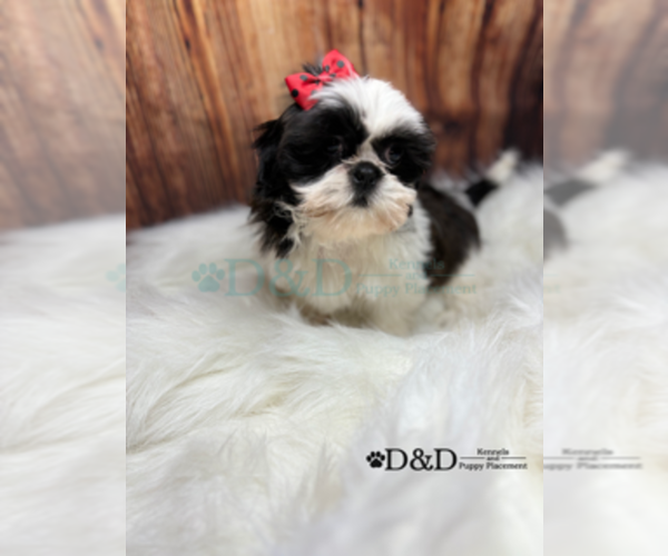 Medium Photo #15 Shih Tzu Puppy For Sale in RIPLEY, MS, USA