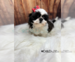 Small Photo #15 Shih Tzu Puppy For Sale in RIPLEY, MS, USA
