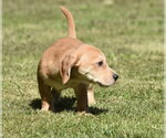 Small #6 Dachsador