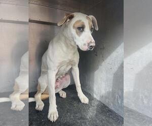 Mutt Dogs for adoption in Rockwall, TX, USA