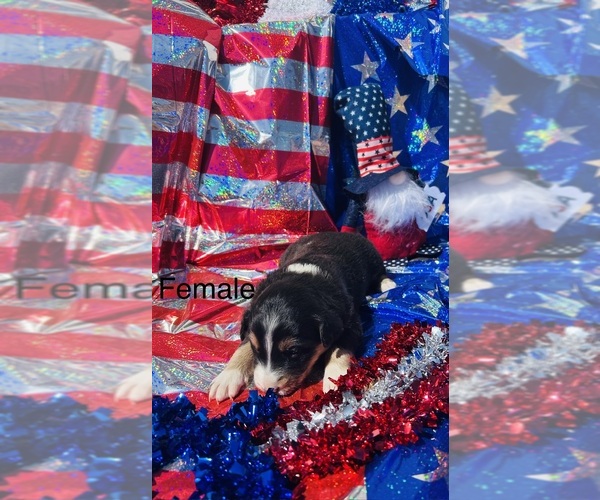 Medium Photo #4 Australian Shepherd Puppy For Sale in COTOPAXI, CO, USA