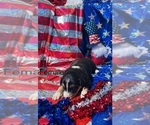 Small #3 Australian Shepherd