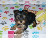 Small Photo #5 Yorkshire Terrier Puppy For Sale in ORO VALLEY, AZ, USA