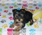 Small #4 Yorkshire Terrier