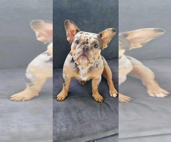 Full screen Photo #1 French Bulldog Puppy For Sale in BOSTON, MA, USA
