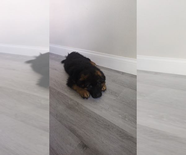 Medium Photo #2 German Shepherd Dog Puppy For Sale in OCALA, FL, USA