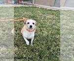Small #1 Cairn Terrier Mix