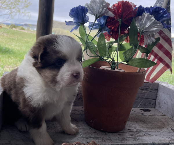 Medium Photo #1 Miniature Australian Shepherd Puppy For Sale in LARKSPUR, CO, USA