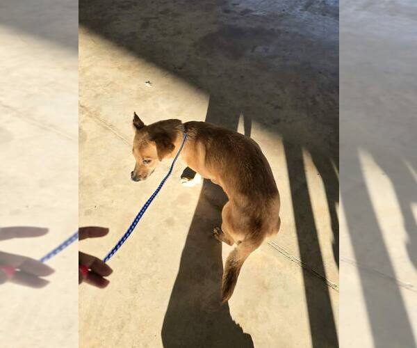 Medium Photo #3 Labrador Retriever-Unknown Mix Puppy For Sale in New York, NY, USA