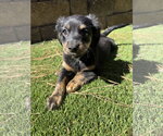 Small Photo #3 Dachshund-Unknown Mix Puppy For Sale in The Woodlands, TX, USA