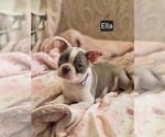 Puppy Ella Lilac Boston Terrier