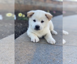 Shiba Inu Puppy for sale in CANOGA, NY, USA