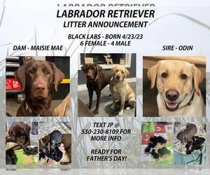 Father of the Labrador Retriever puppies born on 04/23/2023