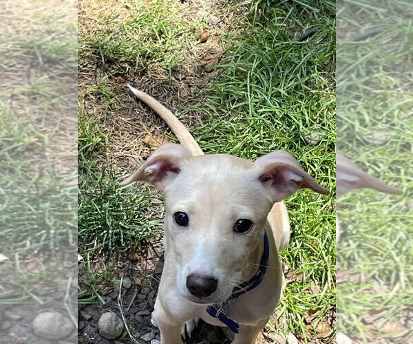 Medium Photo #8 Mutt Puppy For Sale in Oak Bluffs, MA, USA