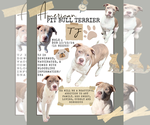 Puppy TJ American Pit Bull Terrier