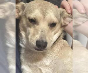 Cardigan Welsh Corgi-Unknown Mix Dogs for adoption in San Antonio, TX, USA