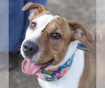Small Plott Hound Mix