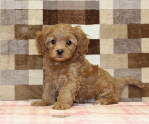 Cavapoo (Miniature) Puppy for sale in DENVER, PA, USA