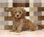 Image preview for Ad Listing. Nickname: Sadie