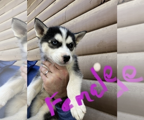 Medium Photo #1 Siberian Husky Puppy For Sale in WILLIAMSBURG, VA, USA