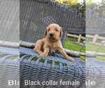 Small Photo #13 Golden Retriever Puppy For Sale in RAEFORD, NC, USA