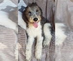 Puppy 1 Aussiedoodle
