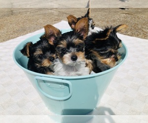 Yorkshire Terrier Puppy for Sale in BRENTWOOD, Tennessee USA