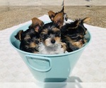 Small Yorkshire Terrier