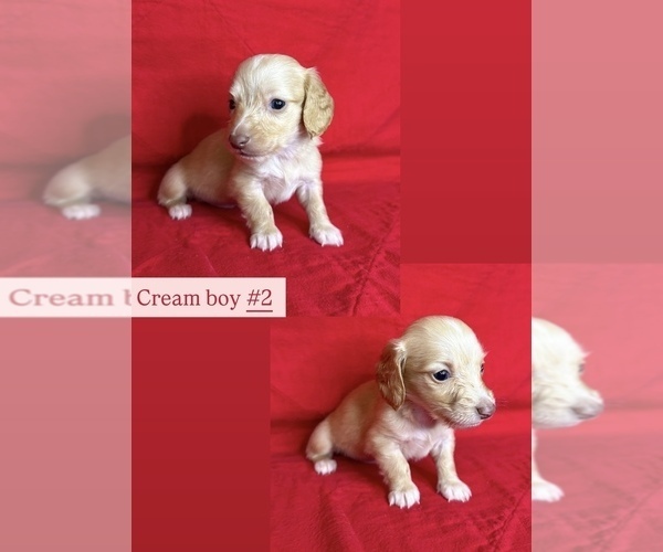 Medium Photo #4 Dachshund Puppy For Sale in MARYSVILLE, WA, USA