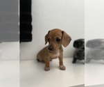 Small Dachshund