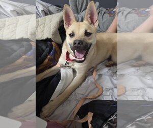 Gravy - Female Pug-Unknown Mix Dog for Adoption - Photo #5