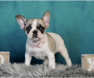 French Bulldog Puppy for sale in WARSAW, IN, USA