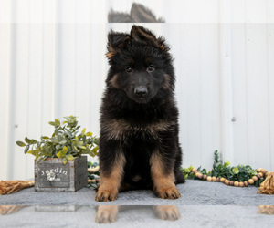 Medium German Shepherd Dog