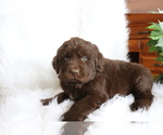 Small Photo #2 Newfoundland Puppy For Sale in SHILOH, OH, USA