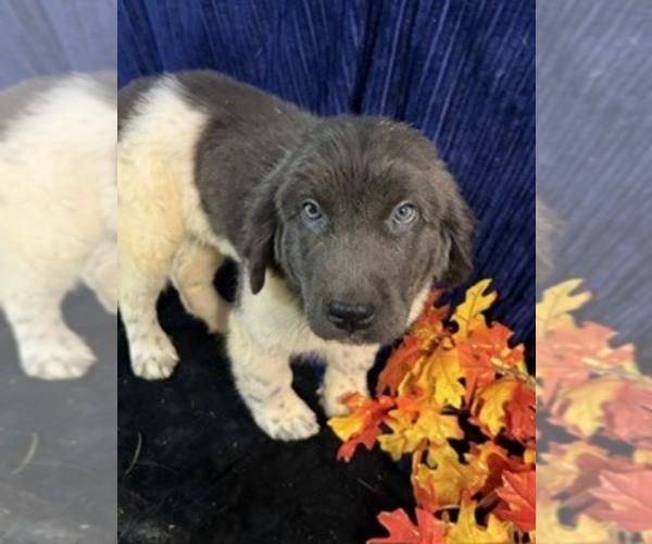 Medium Photo #46 Newfoundland Puppy For Sale in AURORA, IN, USA