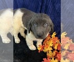 Small Photo #46 Newfoundland Puppy For Sale in AURORA, IN, USA