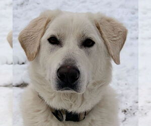 Great Pyrenees-Unknown Mix Dogs for adoption in Jefferson, WI, USA
