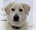 Small Great Pyrenees Mix