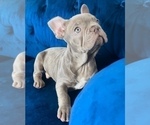 Small Photo #7 French Bulldog Puppy For Sale in FRANKLIN SQUARE, NY, USA