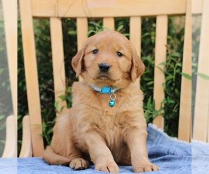 Golden Irish Puppy for sale in BLAIN, PA, USA