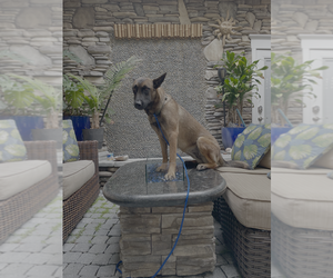 Mutt Dogs for adoption in Imlay City, MI, USA