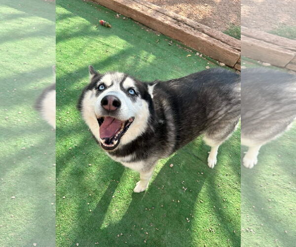 Medium Photo #12 Siberian Husky Puppy For Sale in Cedar Crest, NM, USA