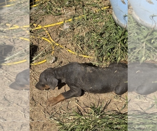 Medium Photo #22 Doberman Pinscher Puppy For Sale in RICHMOND, VA, USA